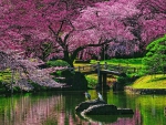 Bridge Under The Blossom Tree