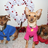 Oliver, Lucy and Zoey Valentine's Day