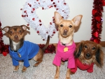 Oliver, Lucy and Zoey Valentine's Day