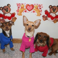 Fur Kids on Valentines Day