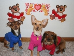 Fur Kids on Valentines Day