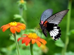 Lovely Butterfly