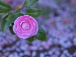 purple Camellia
