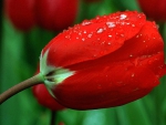 Drops on Red Tulips