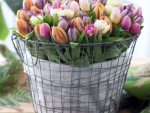 Î‘ basket of fresh tulips
