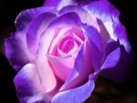 Purple Rose