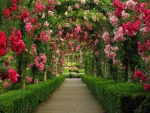 Path of Roses at Butchart Gardens, Canada