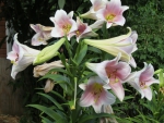 Summer Lilies