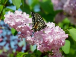 Butterfly on Lilac Flowers