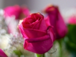 Pink Roses