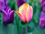 Colorful Tulips