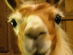 LLama