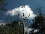 Cloud & Old Tree