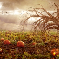 Eerie Pumpkin Patch