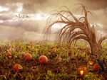 Eerie Pumpkin Patch