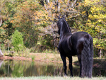 Keegan The Friesian Stallion 1