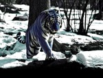Maltese tiger
