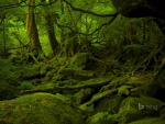 Princess Mononoke Forest