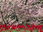 Spring Blossoms