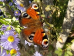 Peacock Butterfly
