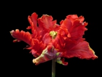 Parrot Tulip