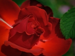 Romantic Red Rose