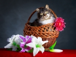 Spring~Easter Cat