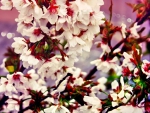 BLOOMING BLOSSOMS