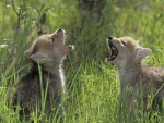 WE CAN HOWL