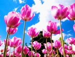 P i n k ~ T u l i p s