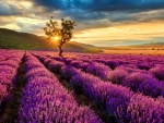 Sunset lavender field