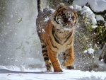 Tiger in the Snow