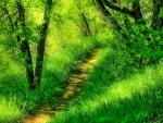 A BEAUTIFUL FOREST PATH