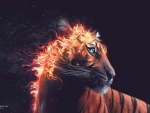 Buring Tiger