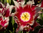 Gorgeous Tulips