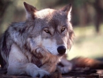 GRAY WOLF