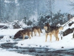 WOLVES ON THE RIVERSIDE