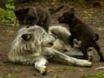 MOTHER AND CUBS