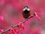 Spring Bird