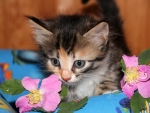 Cute Kitten