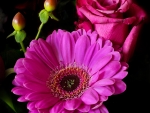 Pink  Garbera and Rose