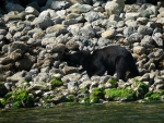 Black Bear and Cub