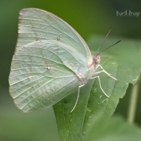 common butterfly from Kerala,India