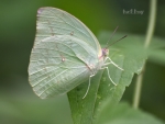 common butterfly from Kerala,India