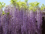 Wisteria