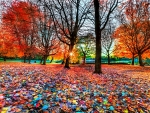 ENCHANTING AUTUMN NATURE