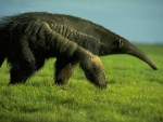 Anteater