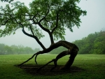 Bowing tree