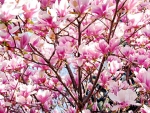 Blooming magnolia