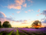 Lavender Field